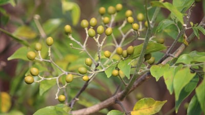 Micromelum minutum  var. ceylanicum