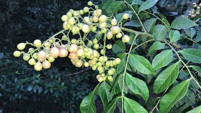Clausena indica