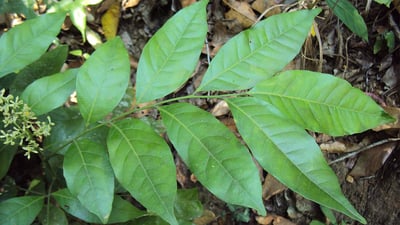 Clausena indica