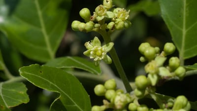 Clausena indica
