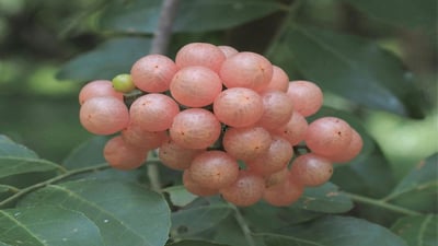 Clausena indica