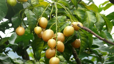 Clausena indica
