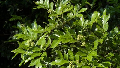 Clausena indica