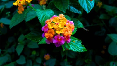 Clausena dentata