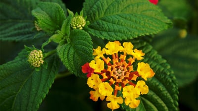 Clausena dentata