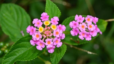 Clausena dentata