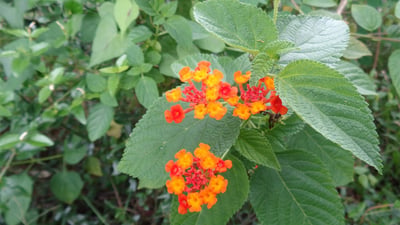 Clausena dentata