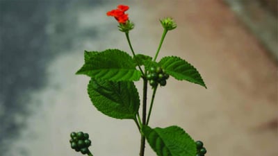 Clausena dentata