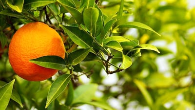 Citrus aurantium