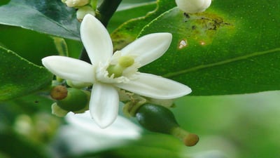 Citrus aurantifolia