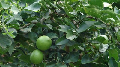 Citrus aurantifolia