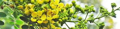 Spermacoce hispida