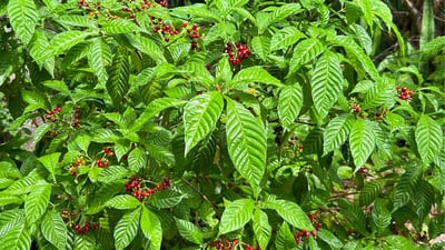 Scyphostachys coffaeoides