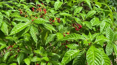 Scyphostachys coffaeoides