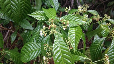 Scyphostachys coffaeoides