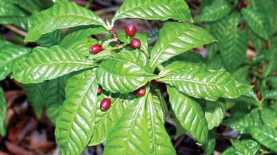Scyphostachys coffaeoides