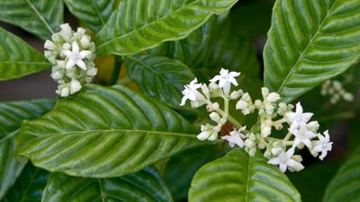 Scyphostachys coffaeoides