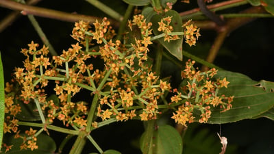 Rubia cordifolia