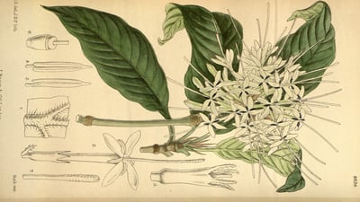 Pavetta Indica