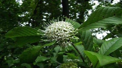 Pavetta Indica