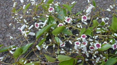 Paederia foetida