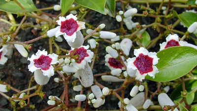 Paederia foetida