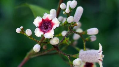Paederia foetida