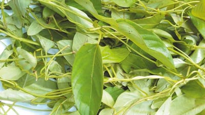 Paederia foetida