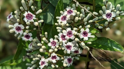 Paederia foetida