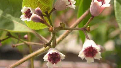 Paederia foetida