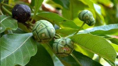 Morinda coreia