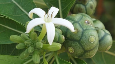 Morinda coreia