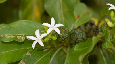 Morinda coreia