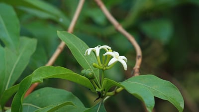 Morinda coreia