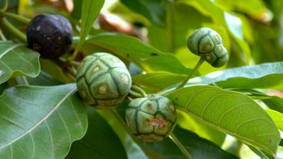 Morinda coreia