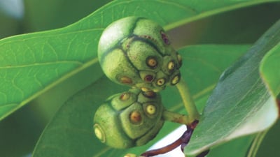 Morinda coreia