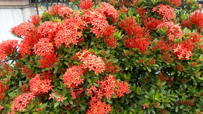 Ixora coccinea