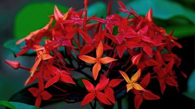 Ixora coccinea