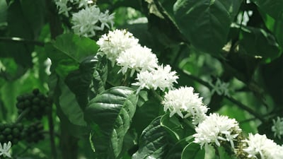 Coffea arabica