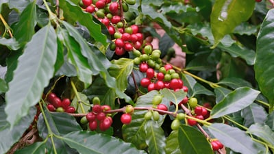 Coffea arabica