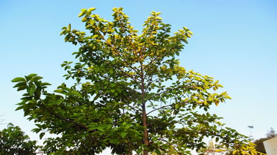 Anthocephalus chinensis