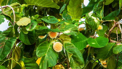 Anthocephalus chinensis
