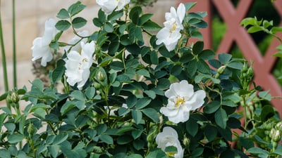 Rosa alba