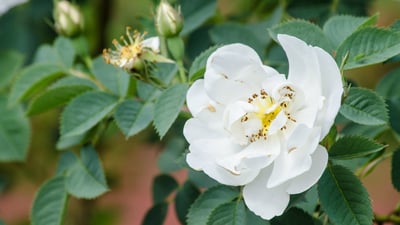 Rosa alba