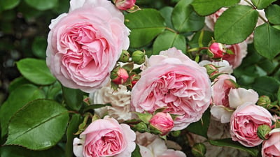Rosa alba