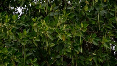 Rhizophora mucronata