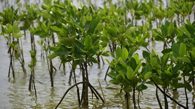 Rhizophora mucronata