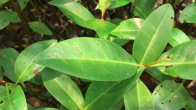 Rhizophora mucronata