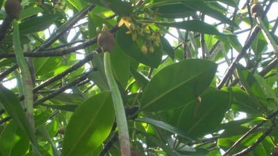Rhizophora mucronata
