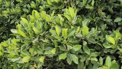 Rhizophora mucronata